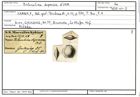 Karteikarte zum Abbildungsoriginal von Biloculina depressa d'Orbigny, 1826